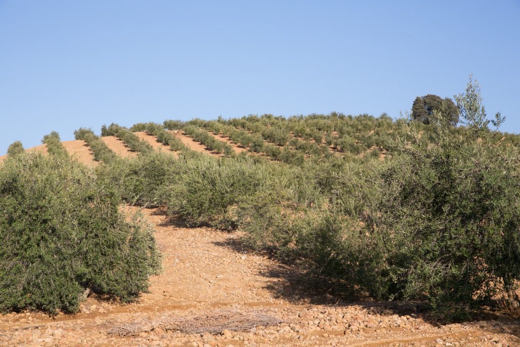 Así lucen los olivos manzanillos de nuestra finca